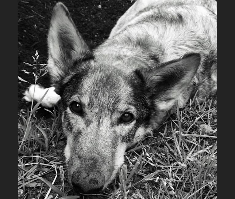 Wiley, a Middle Eastern Village Dog tested with EmbarkVet.com