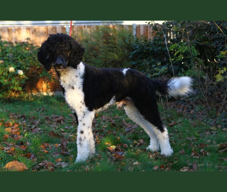 Nino, a Poodle (Standard) tested with EmbarkVet.com