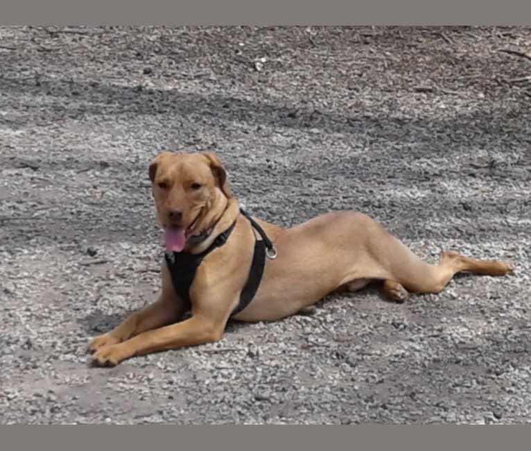 Photo of Ethan, a Rottweiler, American Pit Bull Terrier, German Shepherd Dog, and Mixed mix in St. Thomas, U.S. Virgin Islands