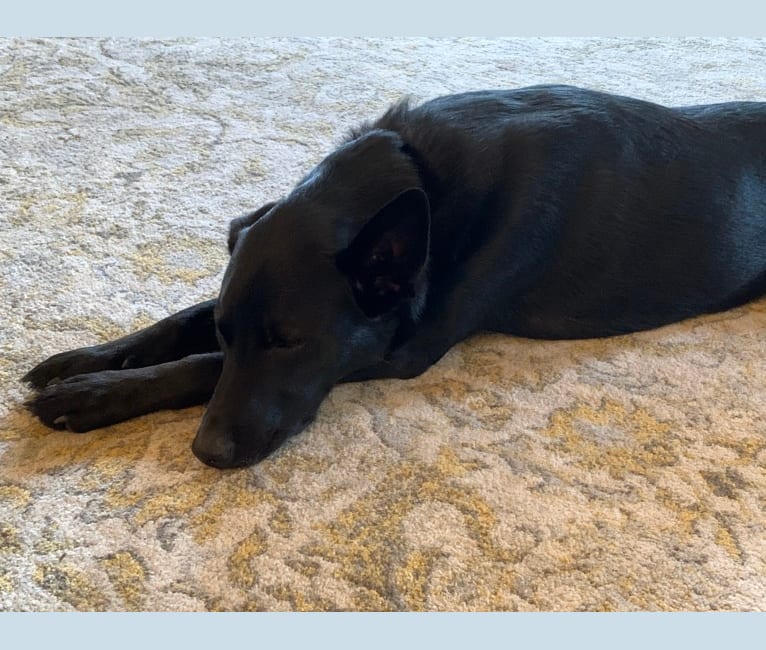 Embark Dog DNA Test Breed