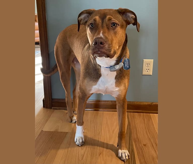 Molly, an American Pit Bull Terrier and American Bulldog mix tested with EmbarkVet.com