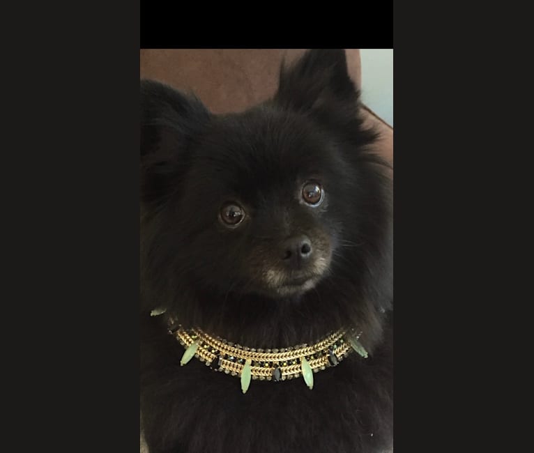 Coco, a Pomeranian tested with EmbarkVet.com