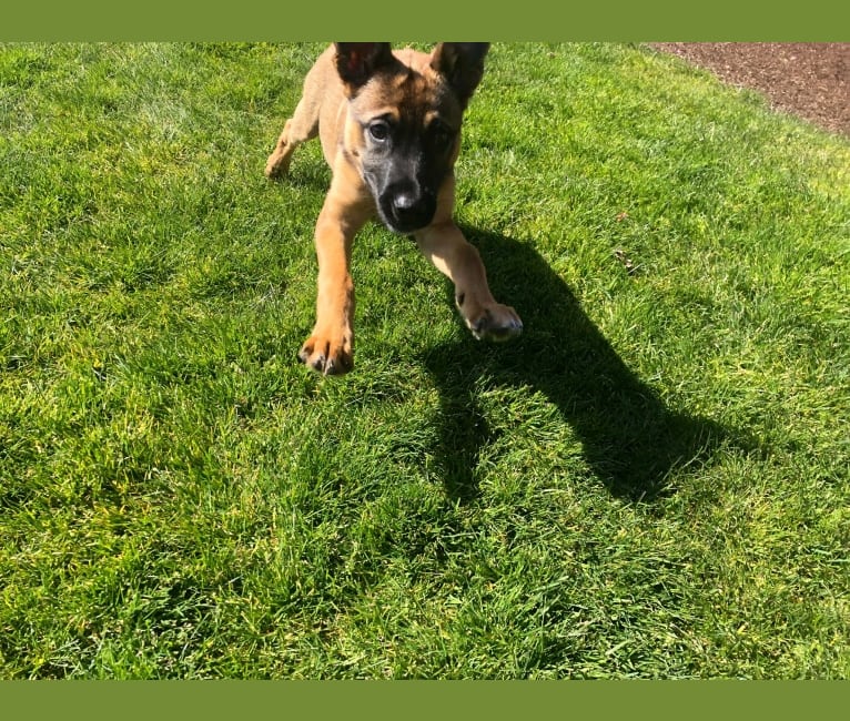 Lilo, a German Shepherd Dog and Boxer mix tested with EmbarkVet.com