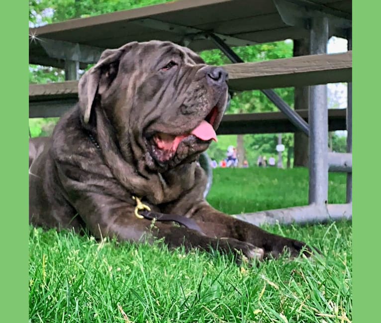 Kaiser, a Neapolitan Mastiff tested with EmbarkVet.com
