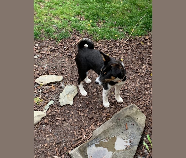 Barrett, a Basenji and Australian Shepherd mix tested with EmbarkVet.com