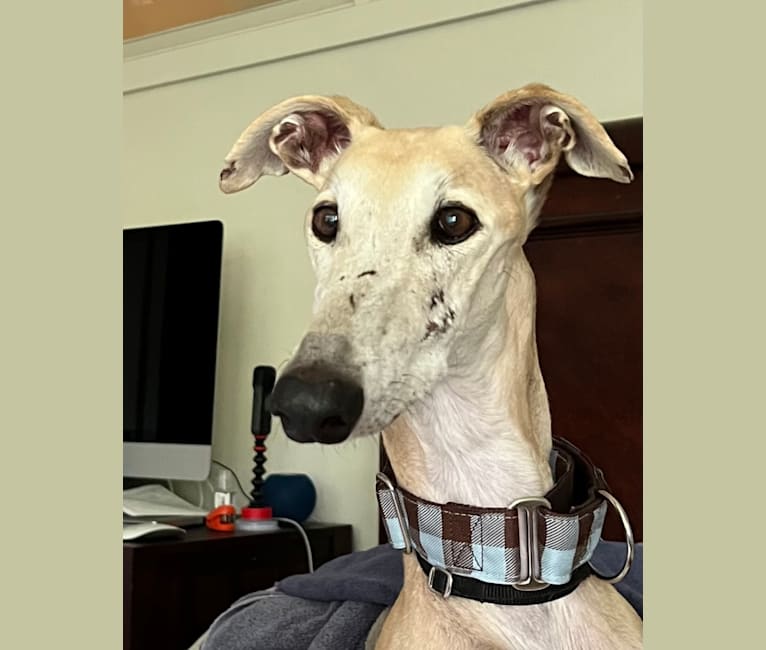 Marcelino, a Spanish Galgo tested with EmbarkVet.com