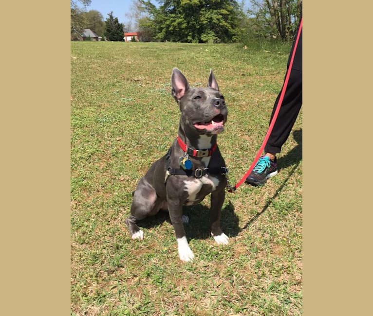 Luna, an American Pit Bull Terrier and American Staffordshire Terrier mix tested with EmbarkVet.com