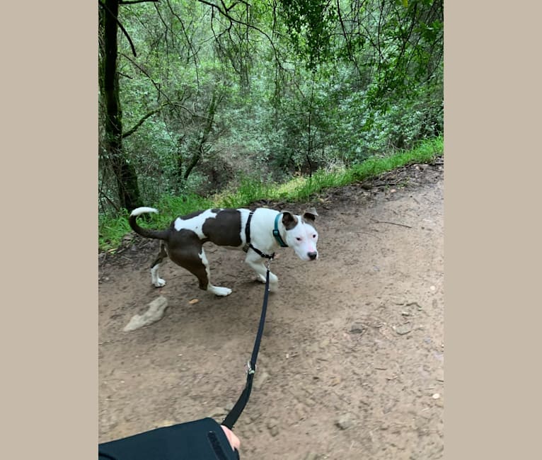 Aenaria, an American Bully tested with EmbarkVet.com