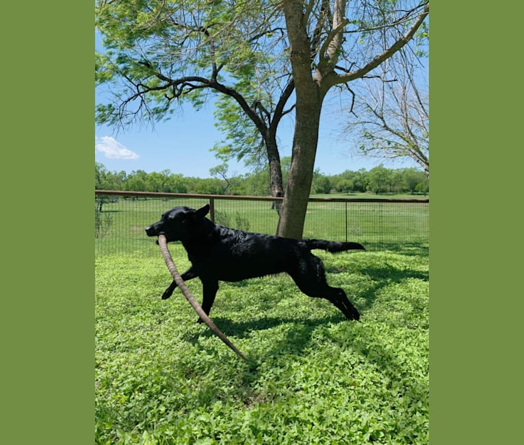 Tia, a Labrador Retriever tested with EmbarkVet.com