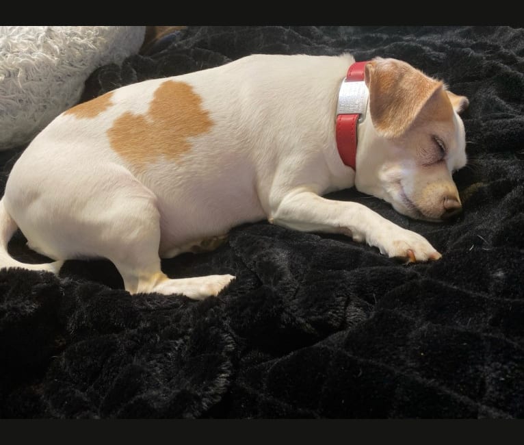 Hitchcock, a Chihuahua and Beagle mix tested with EmbarkVet.com