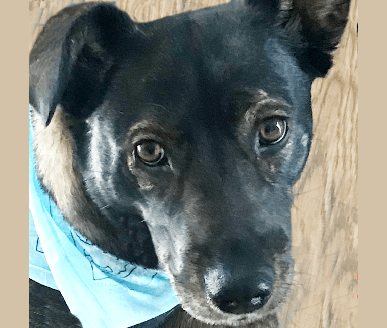 Hayley, a Labrador Retriever and German Shepherd Dog mix tested with EmbarkVet.com
