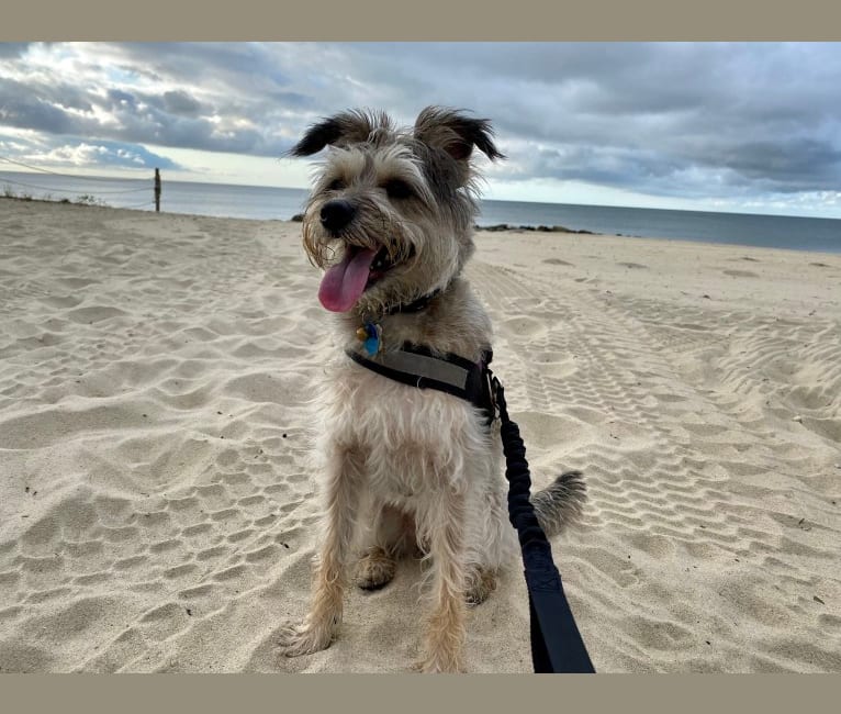 Abbey, a Miniature Schnauzer and Poodle (Small) mix tested with EmbarkVet.com