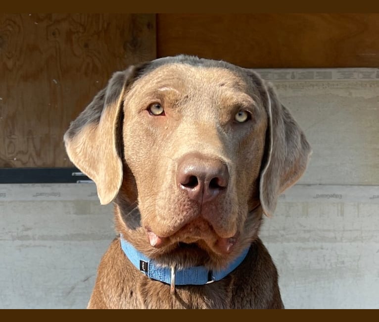 Brock, a Labrador Retriever tested with EmbarkVet.com