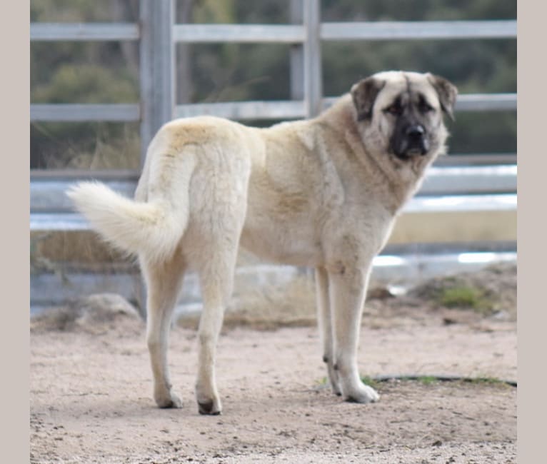 kangal stafford mix