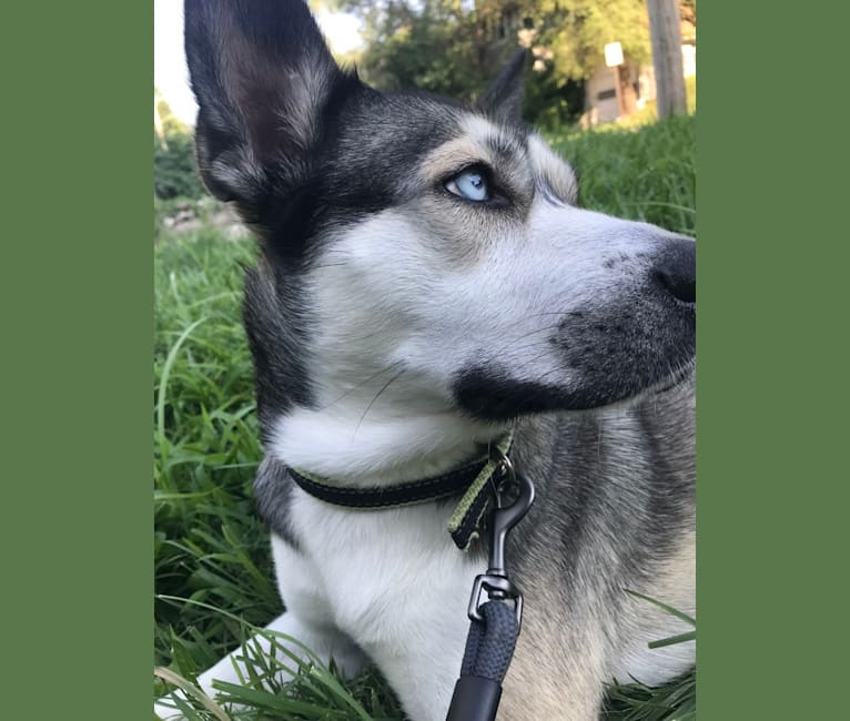 Boston terrier mixed with husky sale