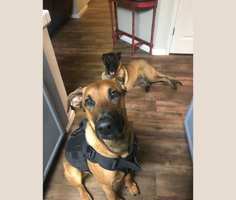 Doberman x belgian malinois 2025