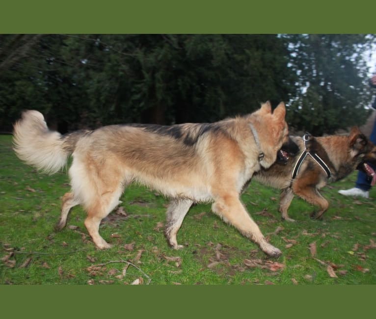 Johnny Cash, a Shiloh Shepherd tested with EmbarkVet.com