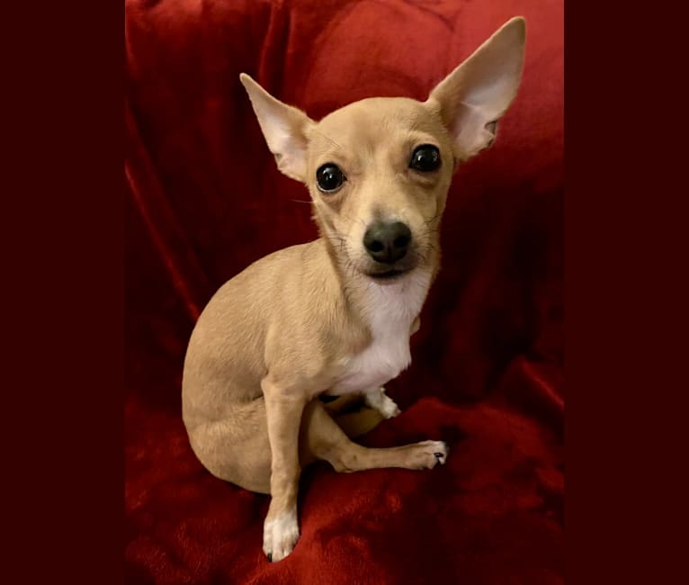 Oliver, a Chihuahua and Poodle (Small) mix tested with EmbarkVet.com
