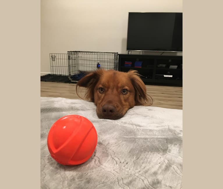 Phoenix, an Australian Cattle Dog and American Pit Bull Terrier mix tested with EmbarkVet.com