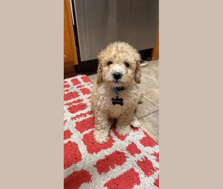 Butters, a St. Berdoodle tested with EmbarkVet.com