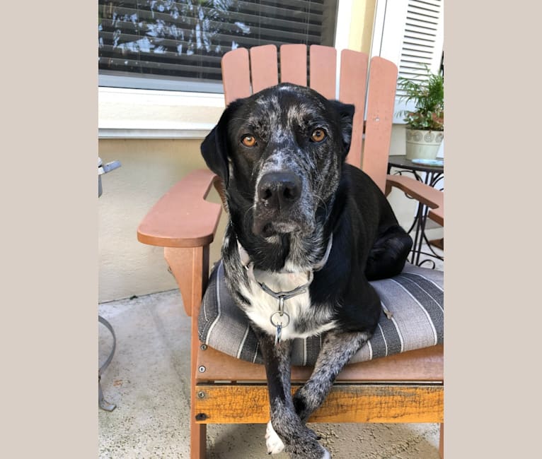 Joey, a Great Pyrenees and Labrador Retriever mix tested with EmbarkVet.com