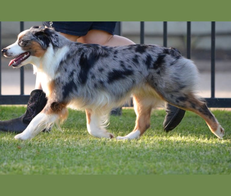 Cedar valley cheap ranch mini aussies