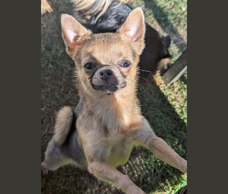 Dipper, a Chihuahua tested with EmbarkVet.com