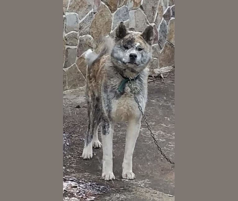 Timber wolf akita mix sale