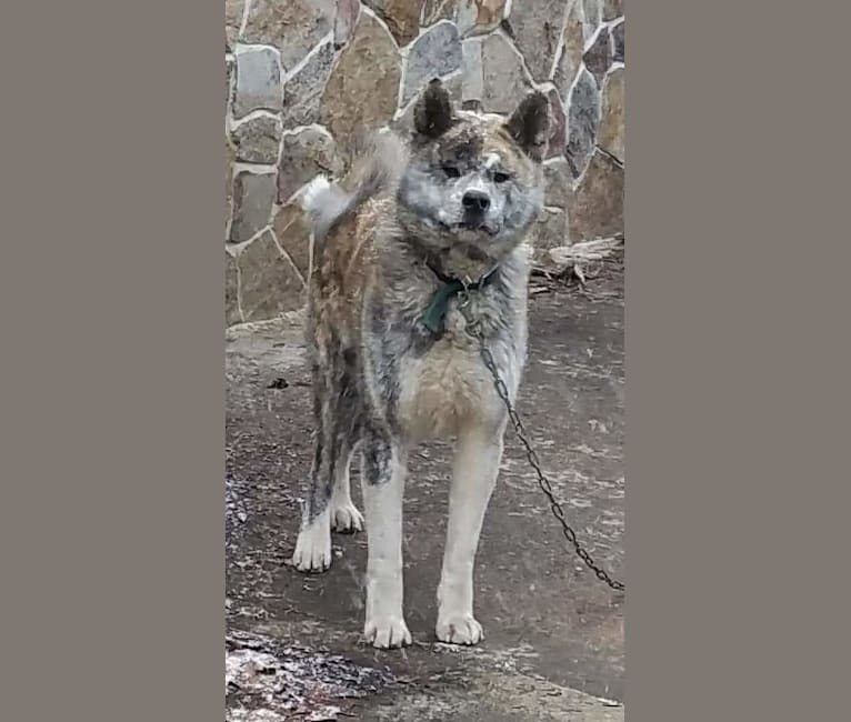 Thor, an Akita Inu tested with EmbarkVet.com