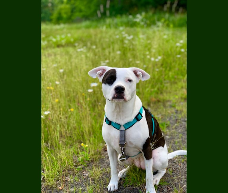 Photo of Dakota, an American Pit Bull Terrier, Cocker Spaniel, German Shepherd Dog, and Mixed mix in Texas, USA