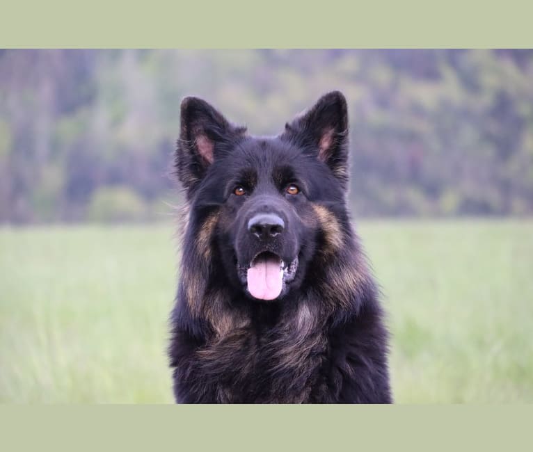 Wolkän, a German Shepherd Dog tested with EmbarkVet.com