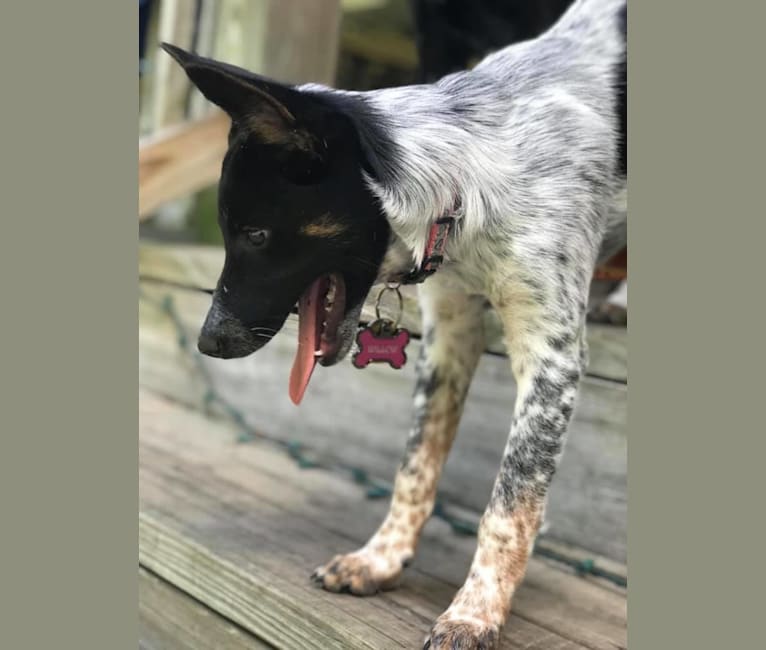 Willow schipperkes online