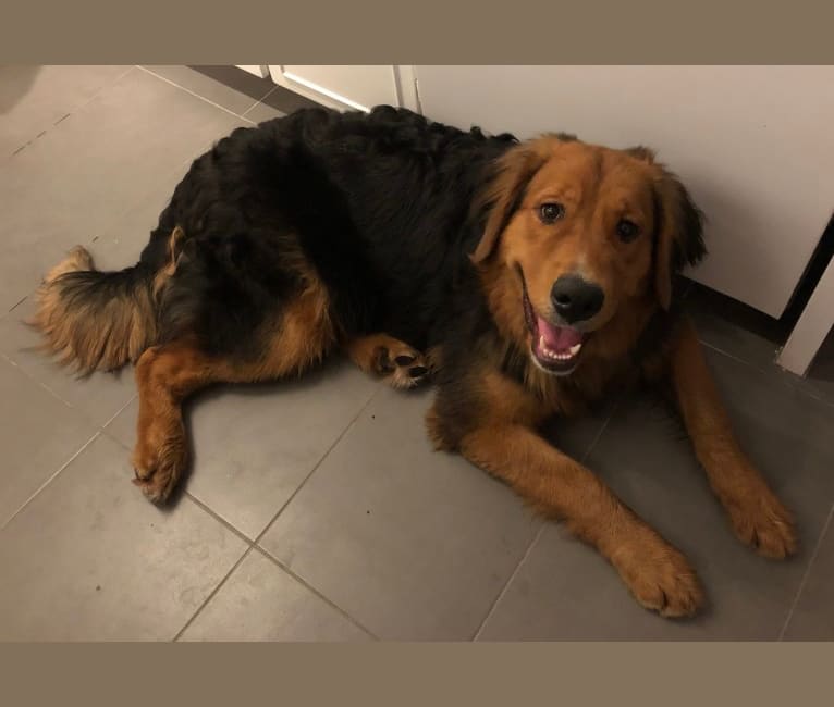 Golden bernese mountain dog mix discount