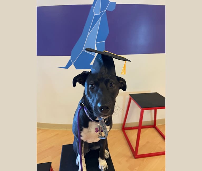 Maggie, an American Pit Bull Terrier and Siberian Husky mix tested with EmbarkVet.com