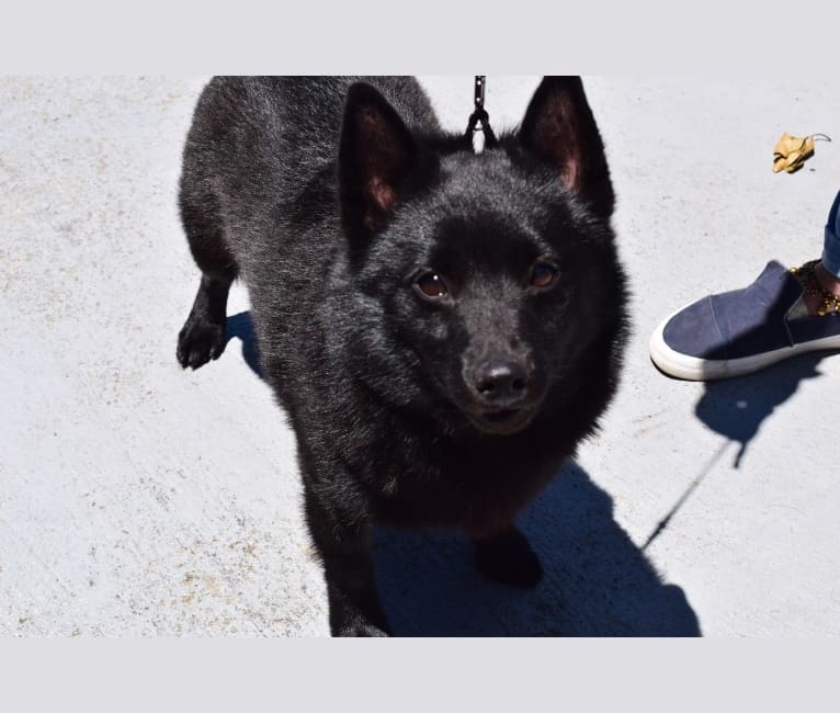 Photo of Turq, a Schipperke  in Middleburg, Florida, USA