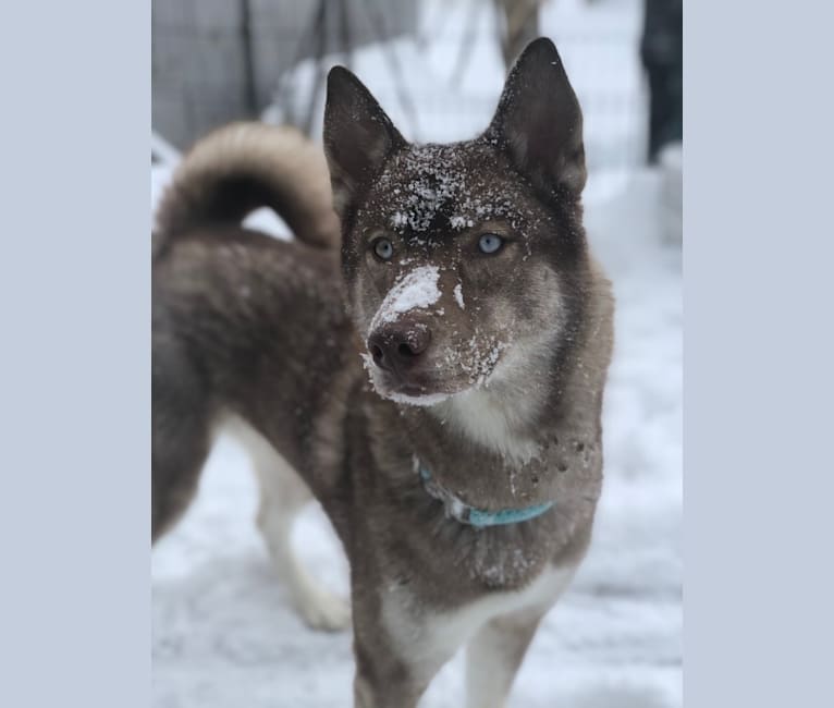 Georgia Rae, a Siberian Husky tested with EmbarkVet.com