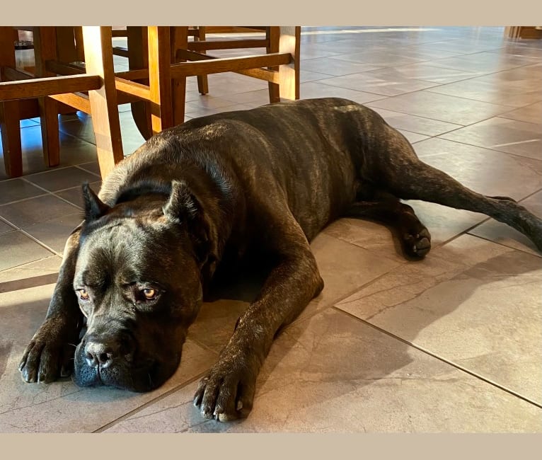 Judge, a Cane Corso tested with EmbarkVet.com