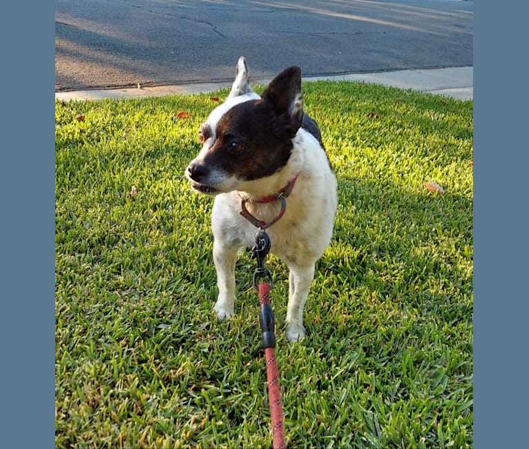 Pantelou 'LouLou', a Russell-type Terrier and Chihuahua mix tested with EmbarkVet.com