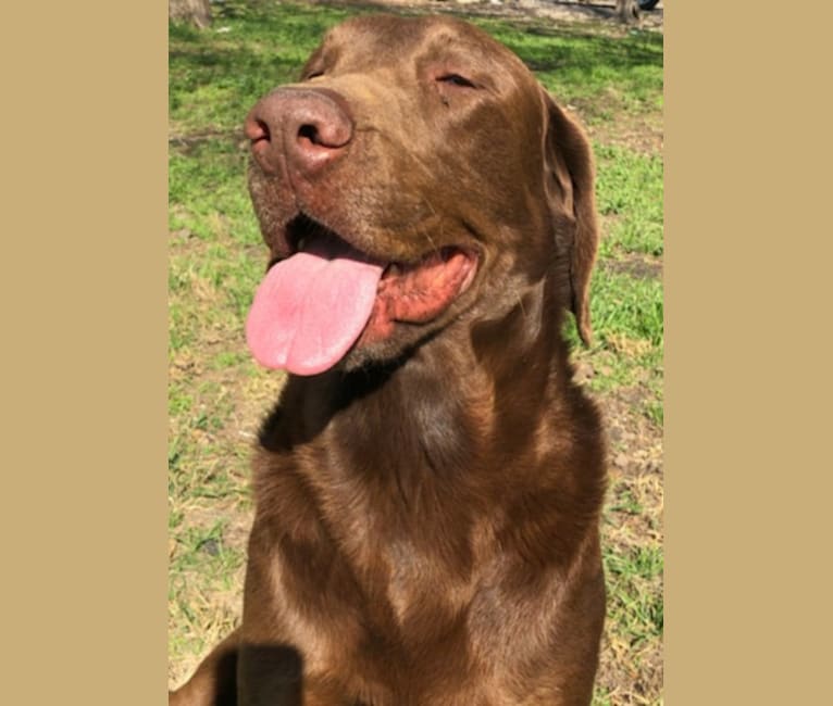 Ranger, a Labrador Retriever tested with EmbarkVet.com