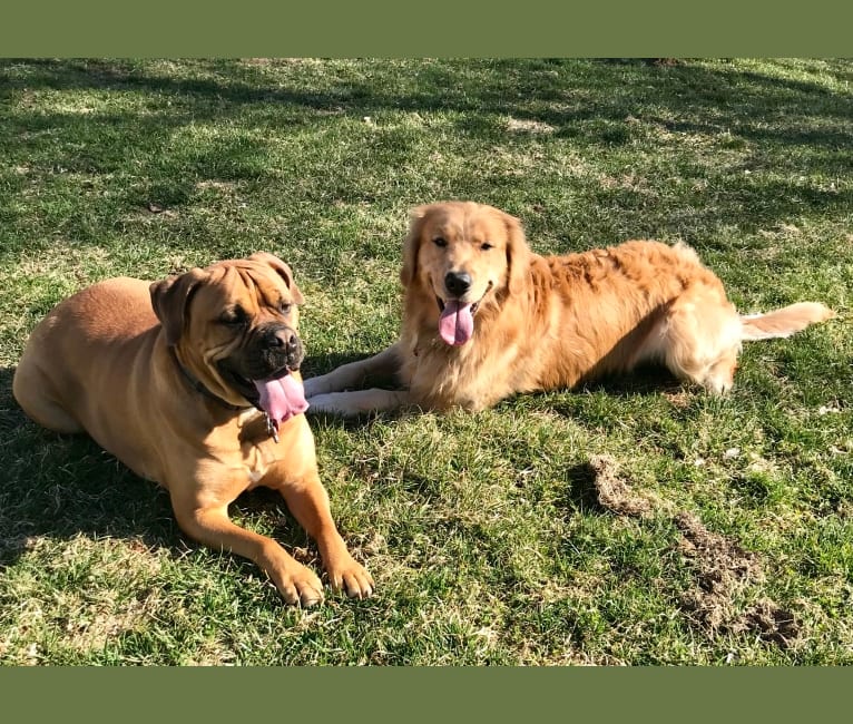 Zoey, a Bullmastiff tested with EmbarkVet.com