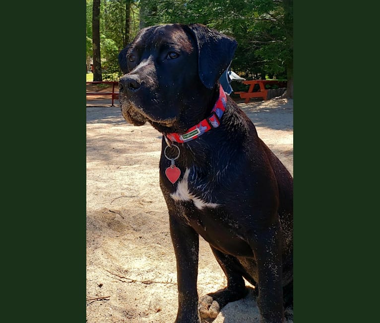 Ruger Bear Tarryk, an American Bully and Pointer mix tested with EmbarkVet.com