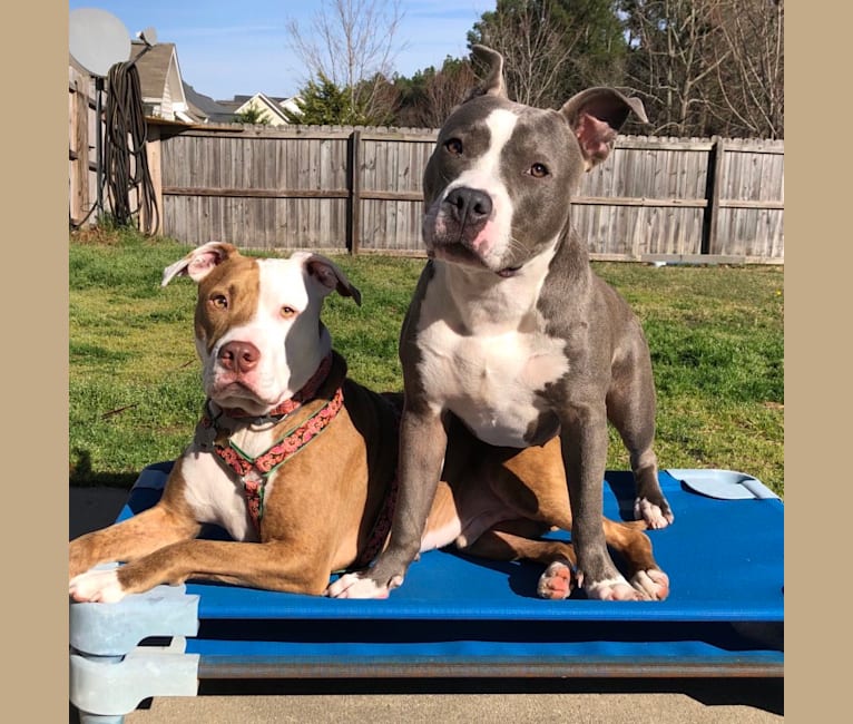 American bully cheap terrier mix