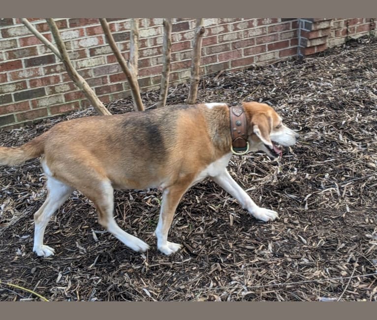 Brie, an American Foxhound tested with EmbarkVet.com