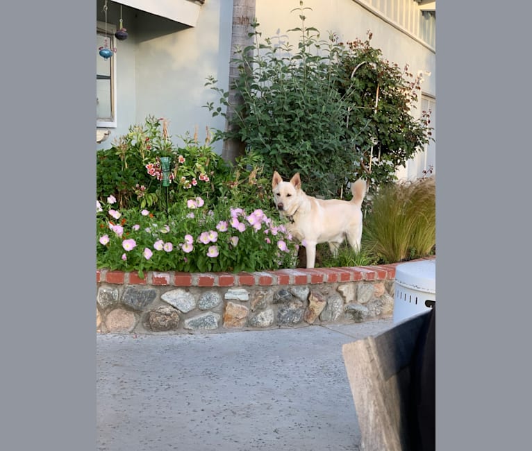 Photo of Jaeger, a German Shepherd Dog, Border Collie, Akita, Australian Shepherd, and Siberian Husky mix in La Habra Heights, California, USA