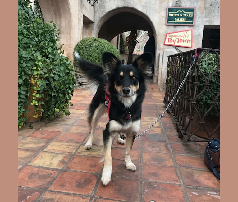 Luna, an Australian Cattle Dog and Chow Chow mix tested with EmbarkVet.com