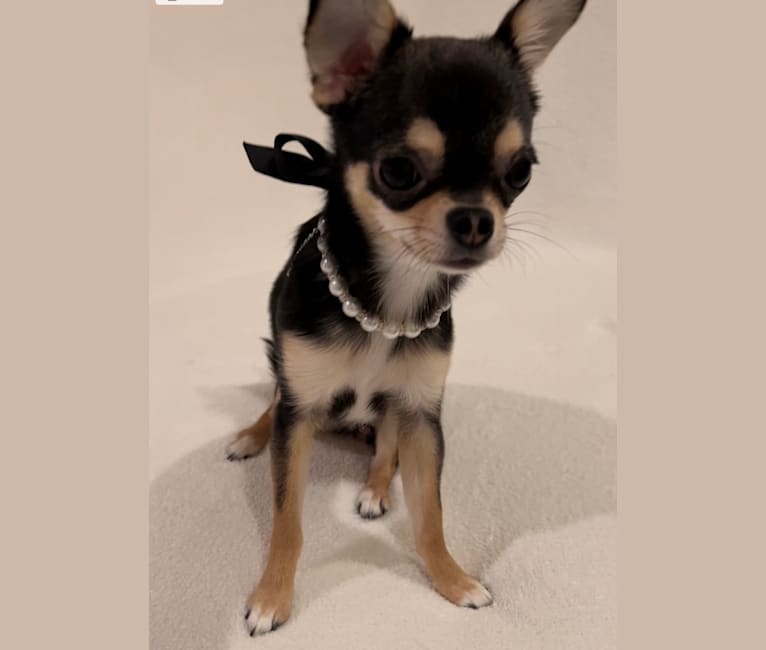 Photo of Alli-Mae, a Chihuahua  in Las Vegas, NV, USA