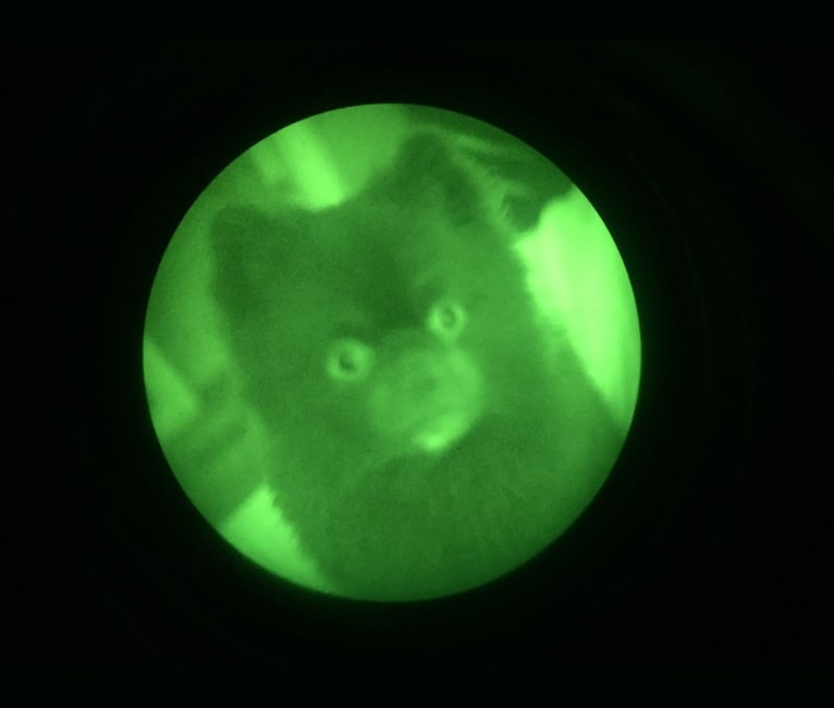 Marlin, a Pomeranian tested with EmbarkVet.com