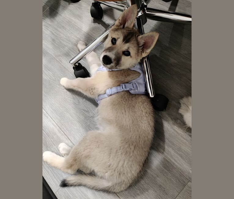 Zima, a Siberian Husky and German Shepherd Dog mix tested with EmbarkVet.com