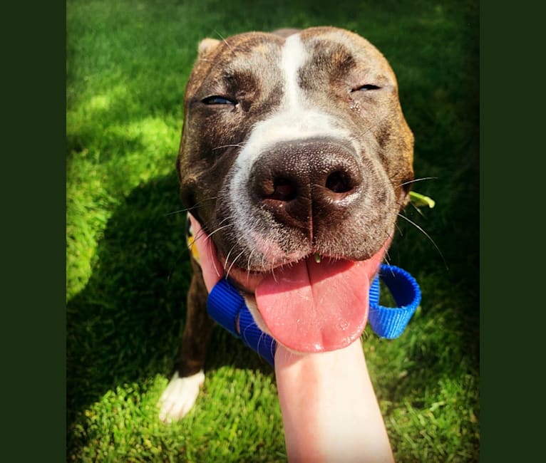 Chidi Buddy, an American Bully tested with EmbarkVet.com