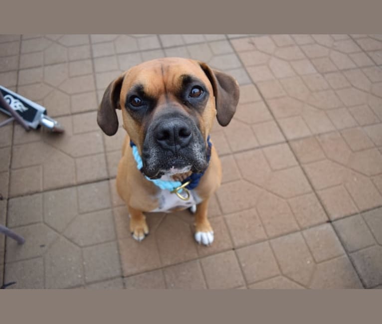 Photo of Cosmo, a Boxer mix in San Diego, California, USA